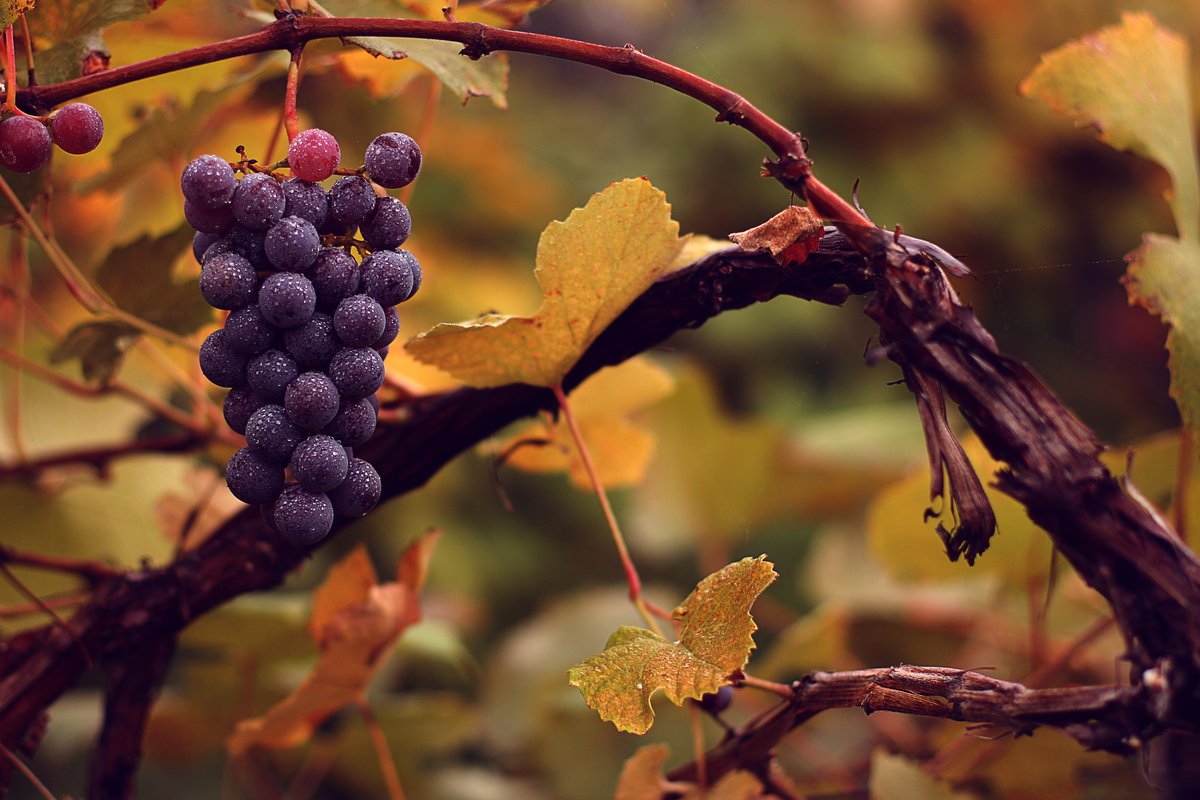 CedarCreek Estate Winery