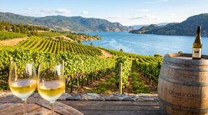 Sunlit vineyards and wine tasting overlooking Okanagan Lake