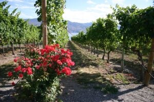 Quails' Gate Estate Winery in British Columbia
